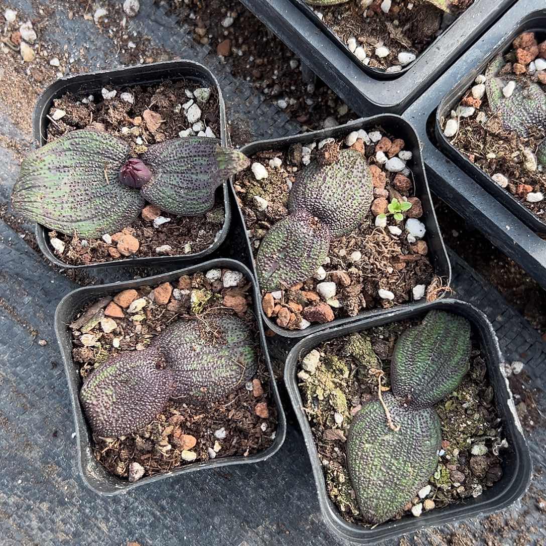 紫镜两颗，脱土发，，