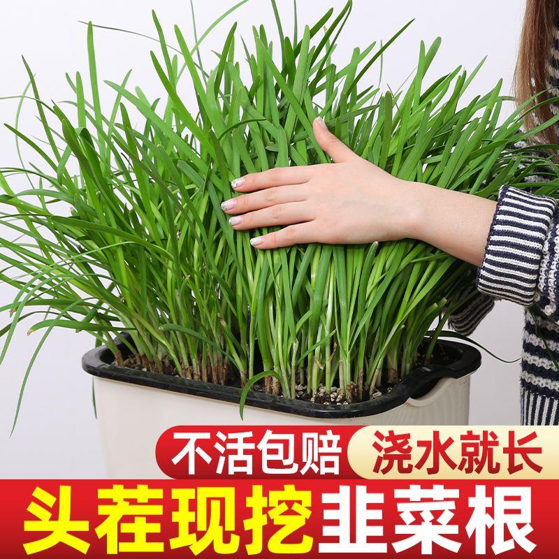 韭菜根现挖室内盆栽四季韭菜苗韭菜种籽新鲜独根独根红宽叶韭菜根