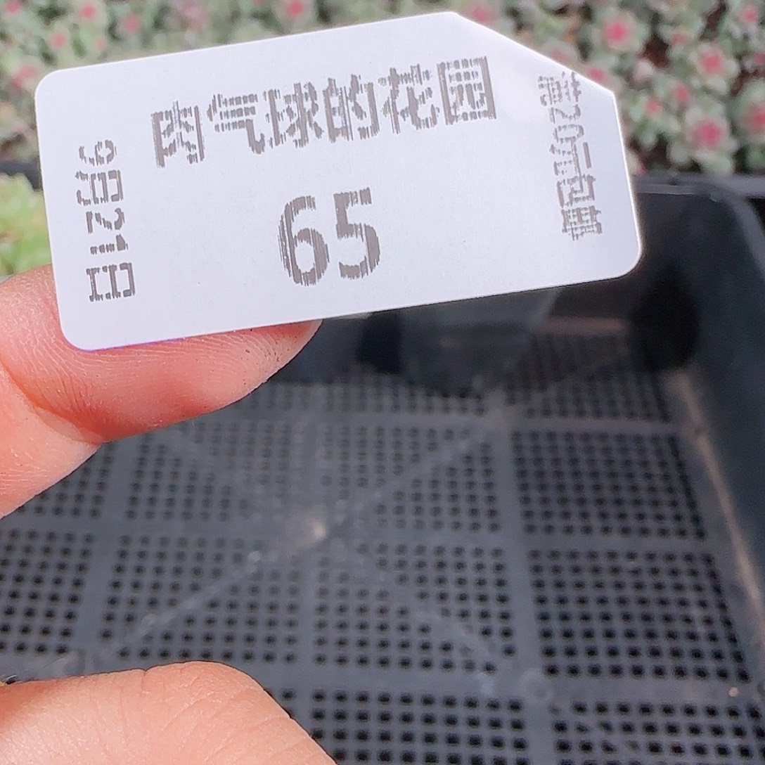 0921-65麦秆优选不包整任意发