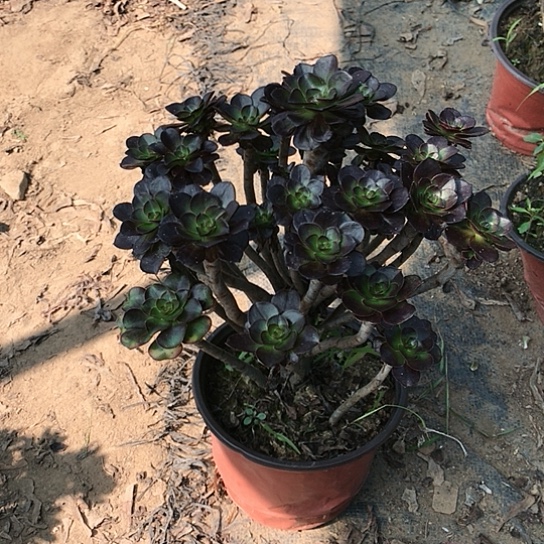 动***子黑法师多肉植物多肉13