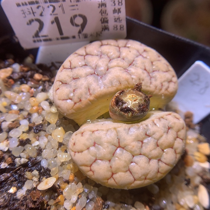 精品生石花221.219