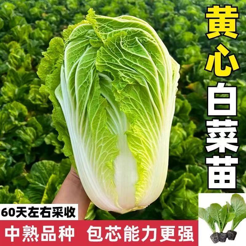 精选黄心大白菜秧苗甜脆可口四季家庭庭院阳台可种带土发货