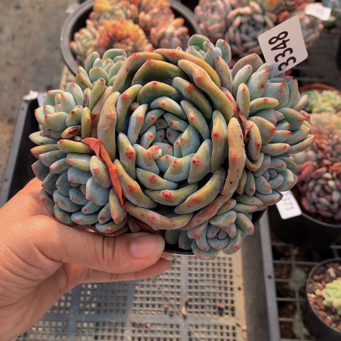 星****迷3348多头这么嫩滑了福利我