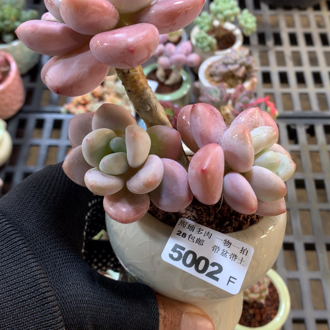 精控多肉植物5002