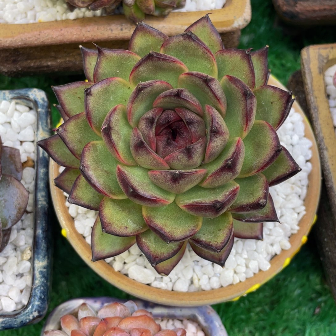 多肉植物盆栽多肉植物
