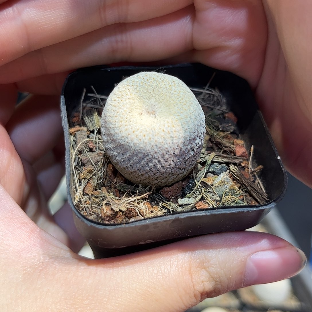 2.2cm实生日系小人帽