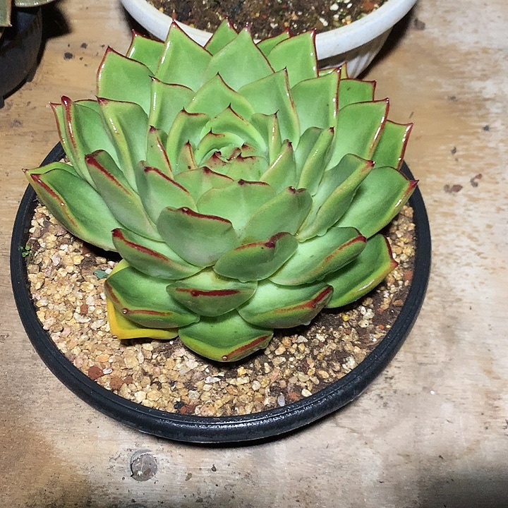 美肉特价活动开始了