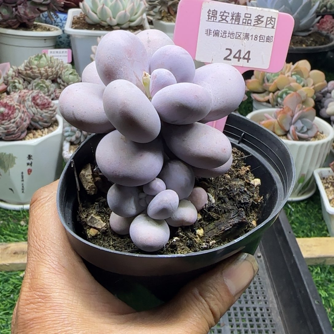 锦安精品多肉植物244