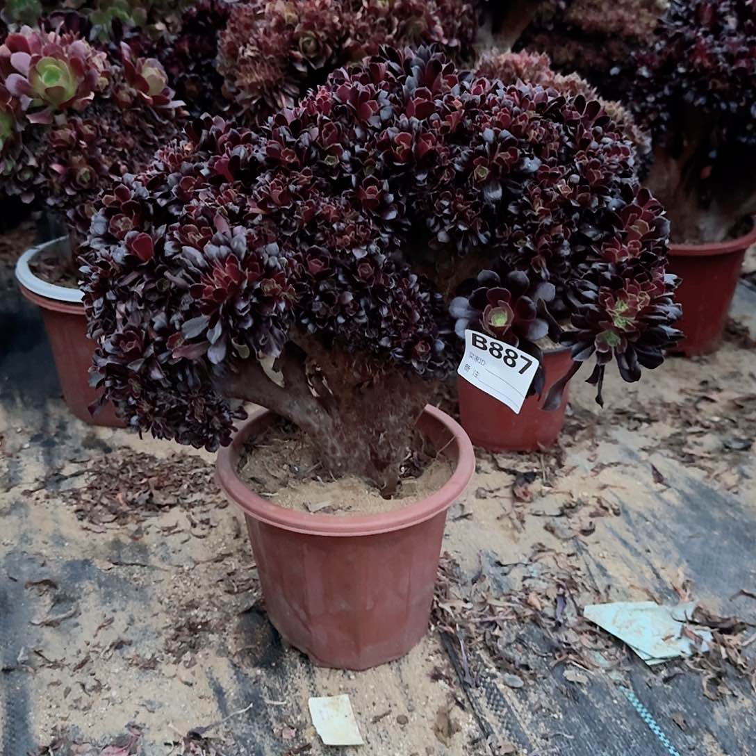 887欧紫朵朵一颗呀呀