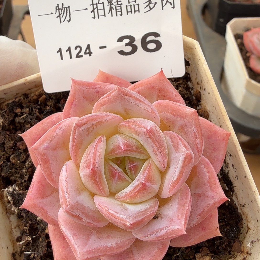 1124-36单颗多肉，