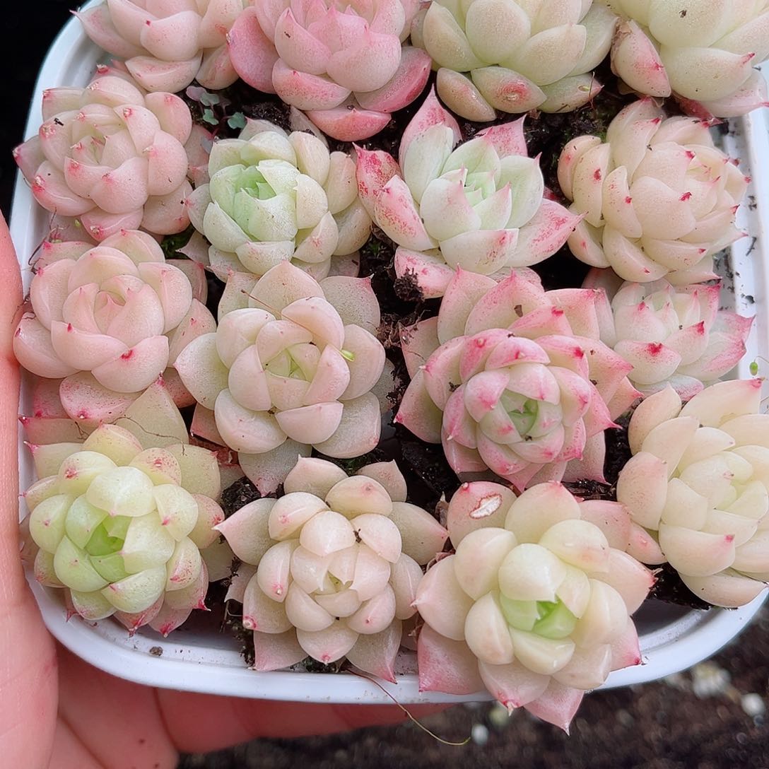 1-280 新疆西藏内蒙不发12.8包邮