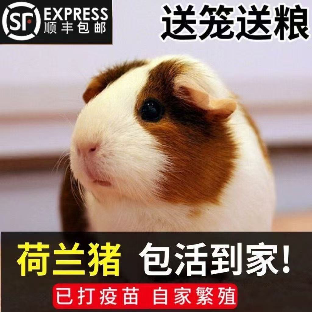 猪活体豚鼠小宠物适合家庭喂养到家