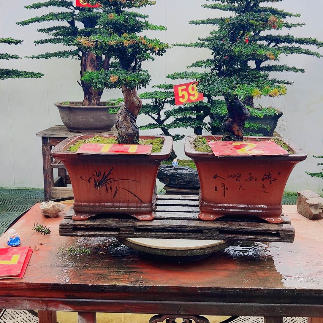 不开花植物罗汉松