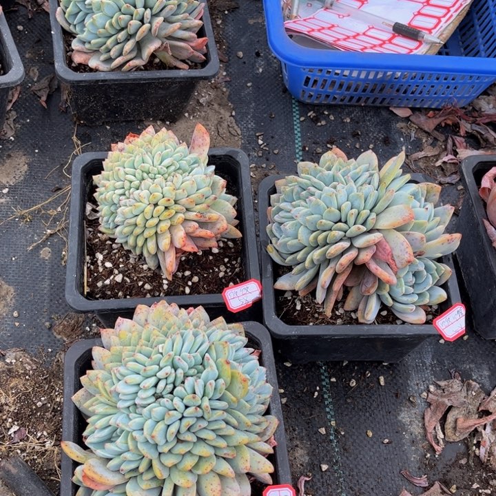 饭****饭橙梦露缀三颗