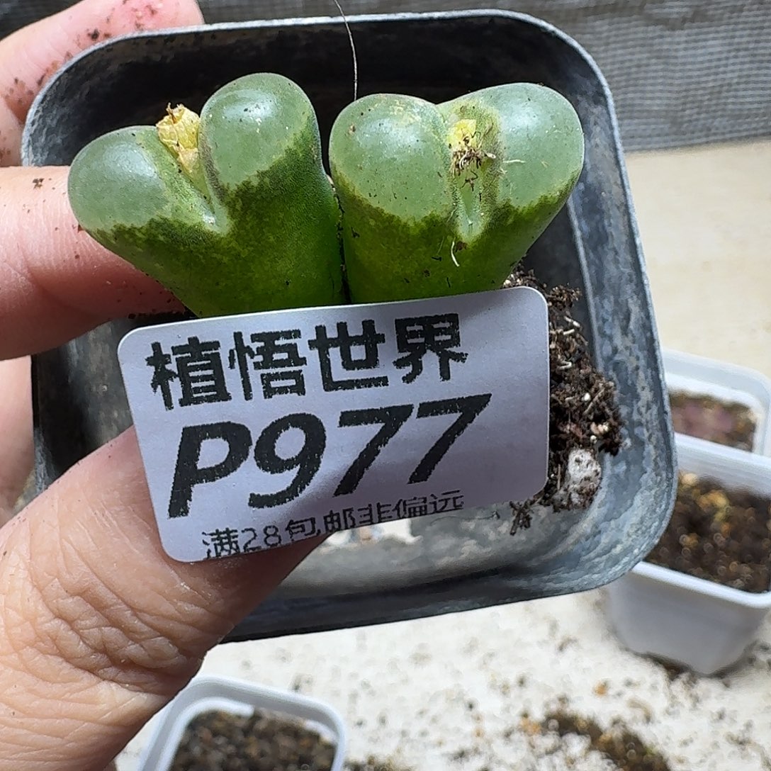 多肉W的人生的润泽gh