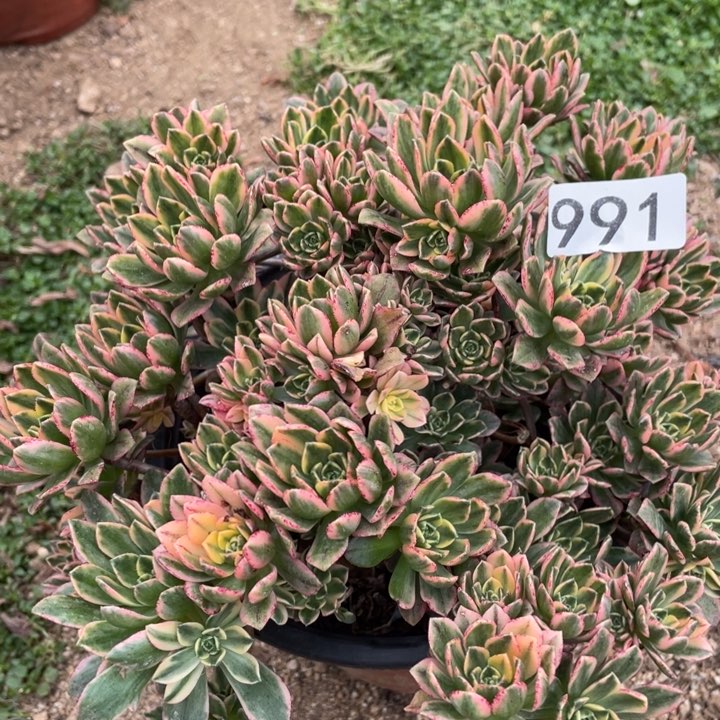 清**庄991多肉植物甜茶微瑕