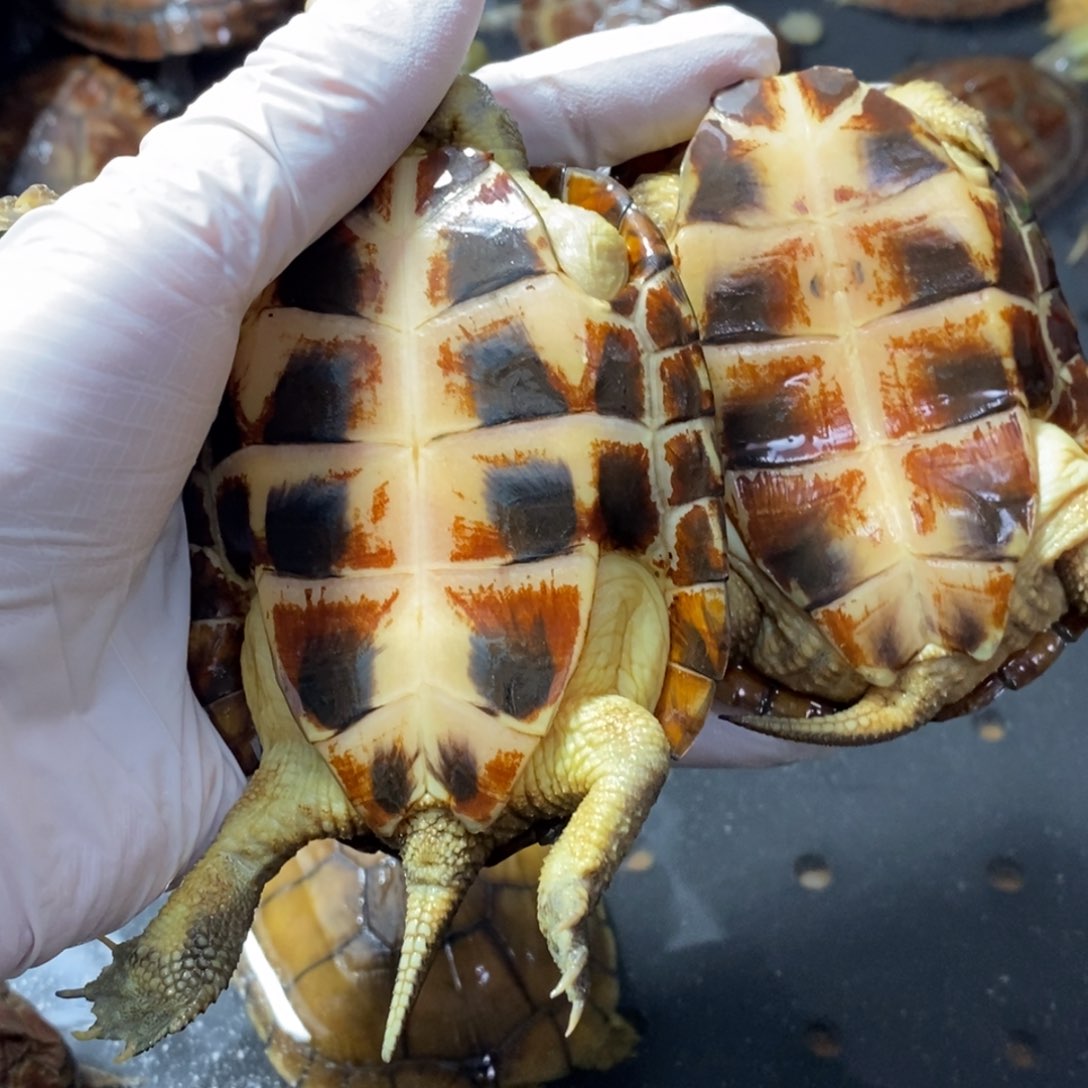 公母搭配宠物龟旬*