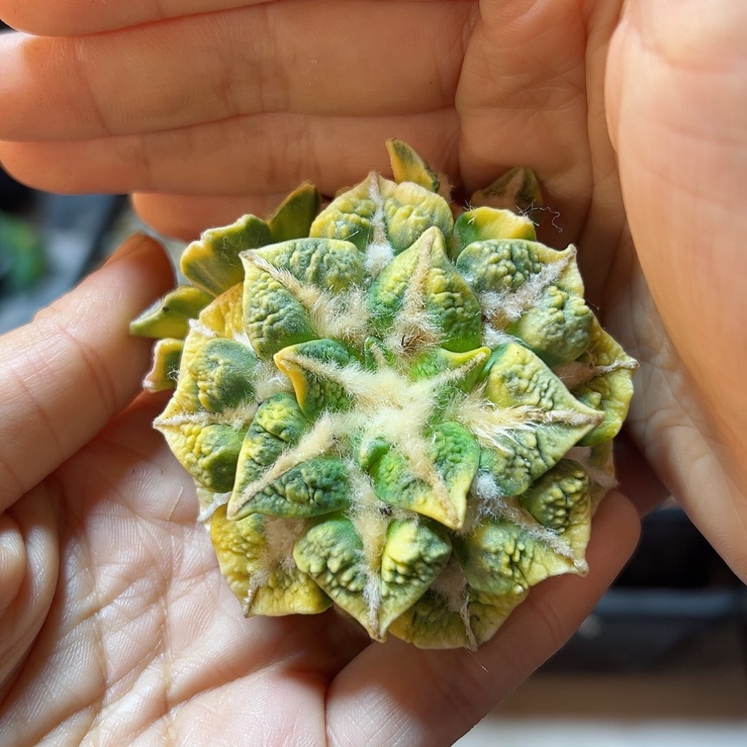 2号苗接无根黑怒锦7.2公分