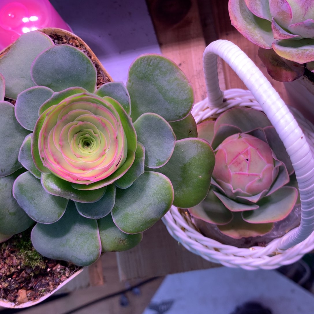 艳*燕一物一拍加纳利，红帕送花篮