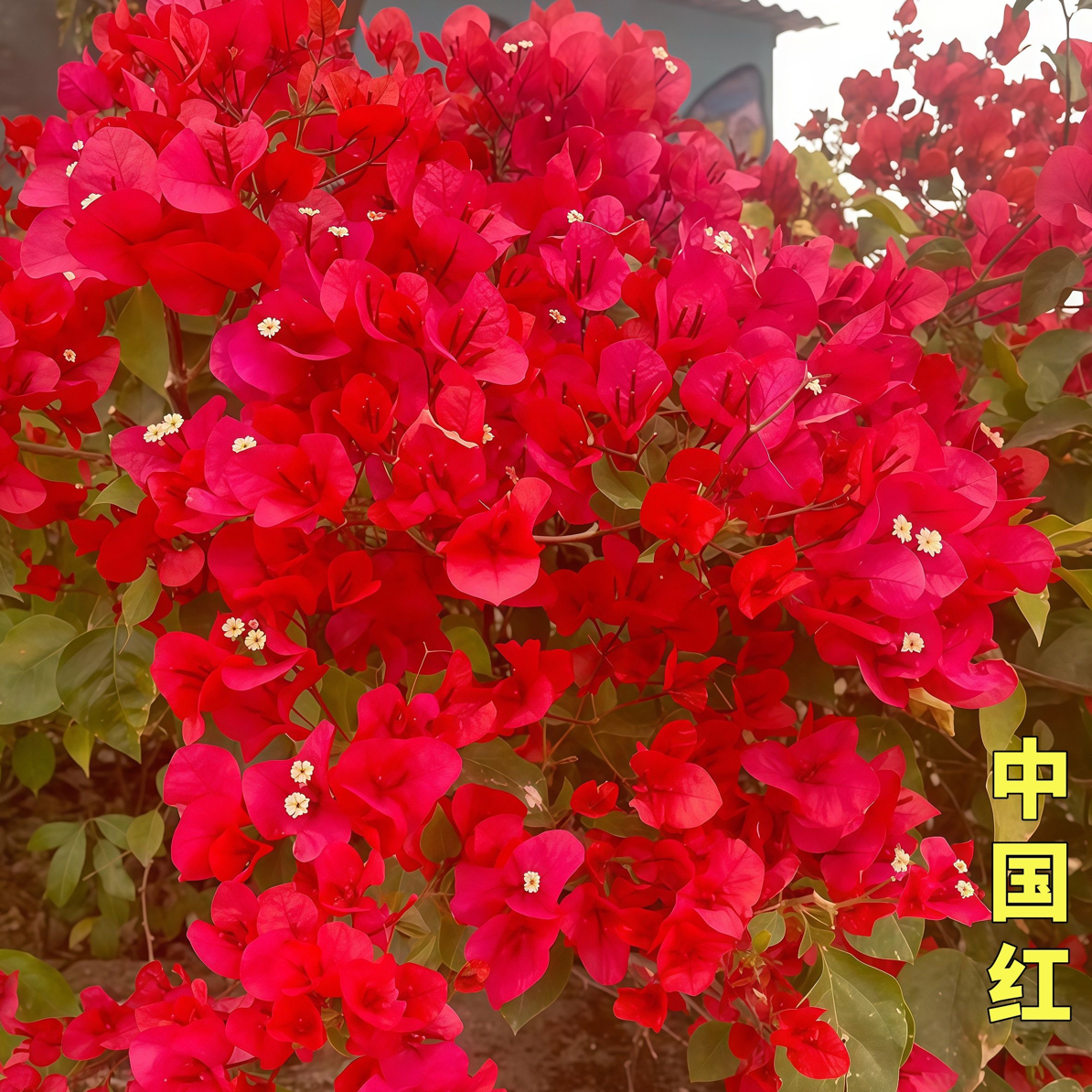 中国红三角梅盆栽耐热耐寒好养易开花适合庭院阳台的爬藤花卉