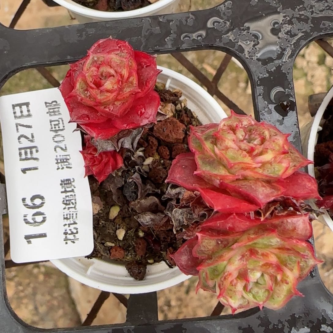 花语逸镜0127-166