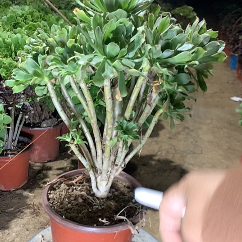 阳****原始绿多肉植物法师56号