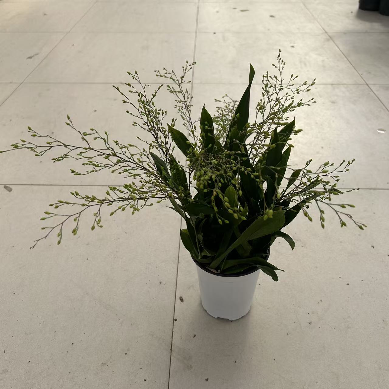 120黄色梦香兰盆栽