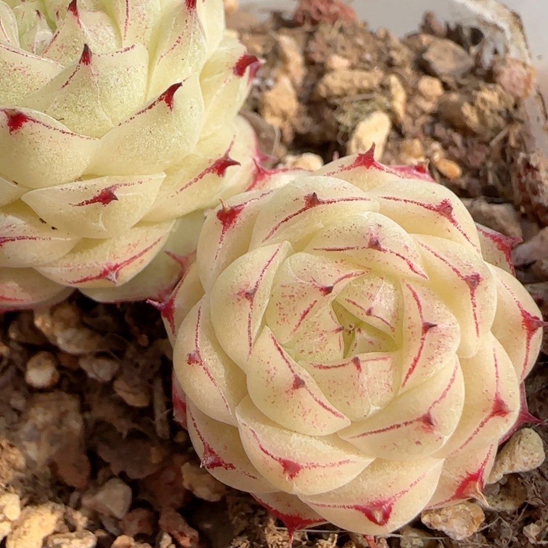 【闪购商品】0117-113边线小魔仙