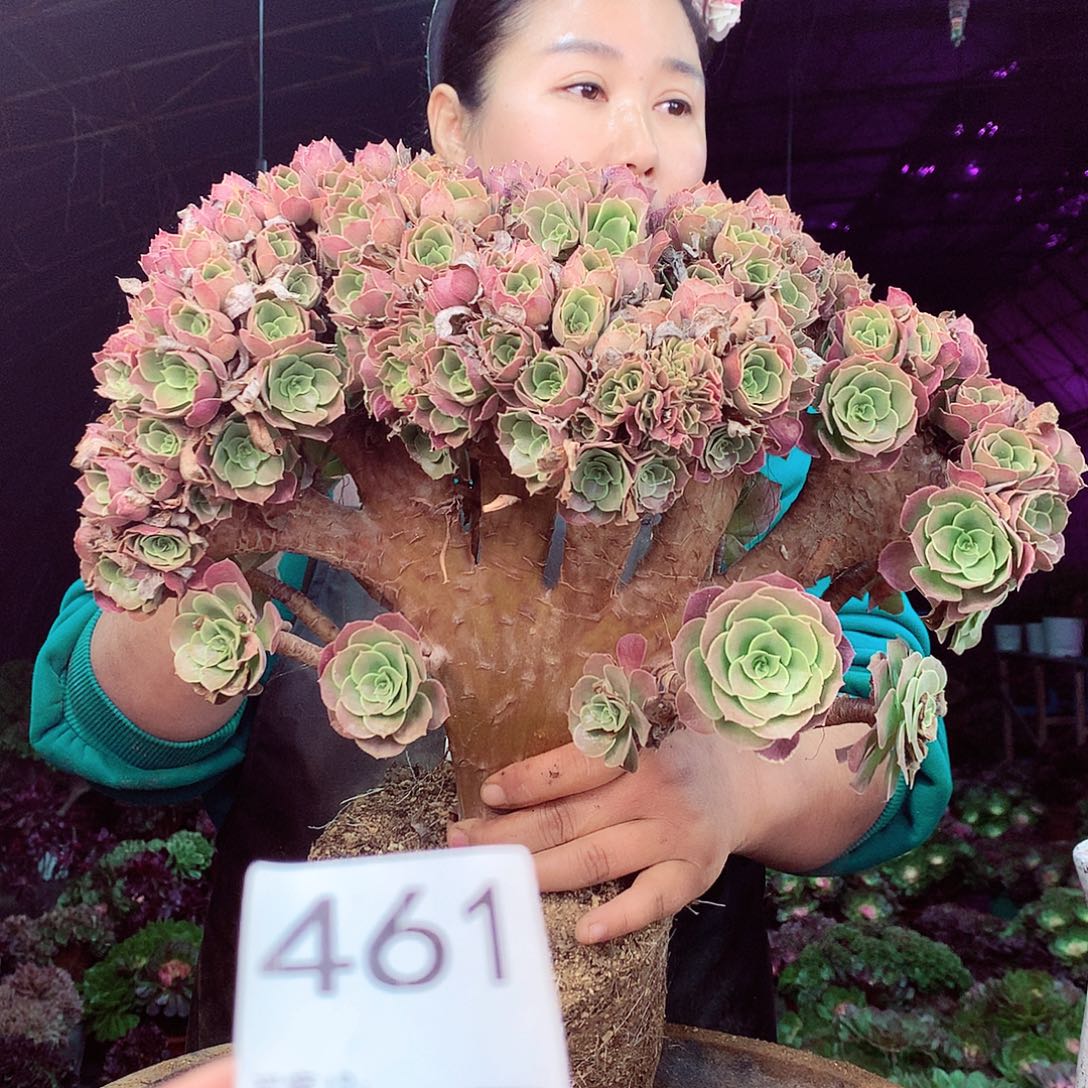 柒柒精品多肉脱土发货不包断侧枝461
