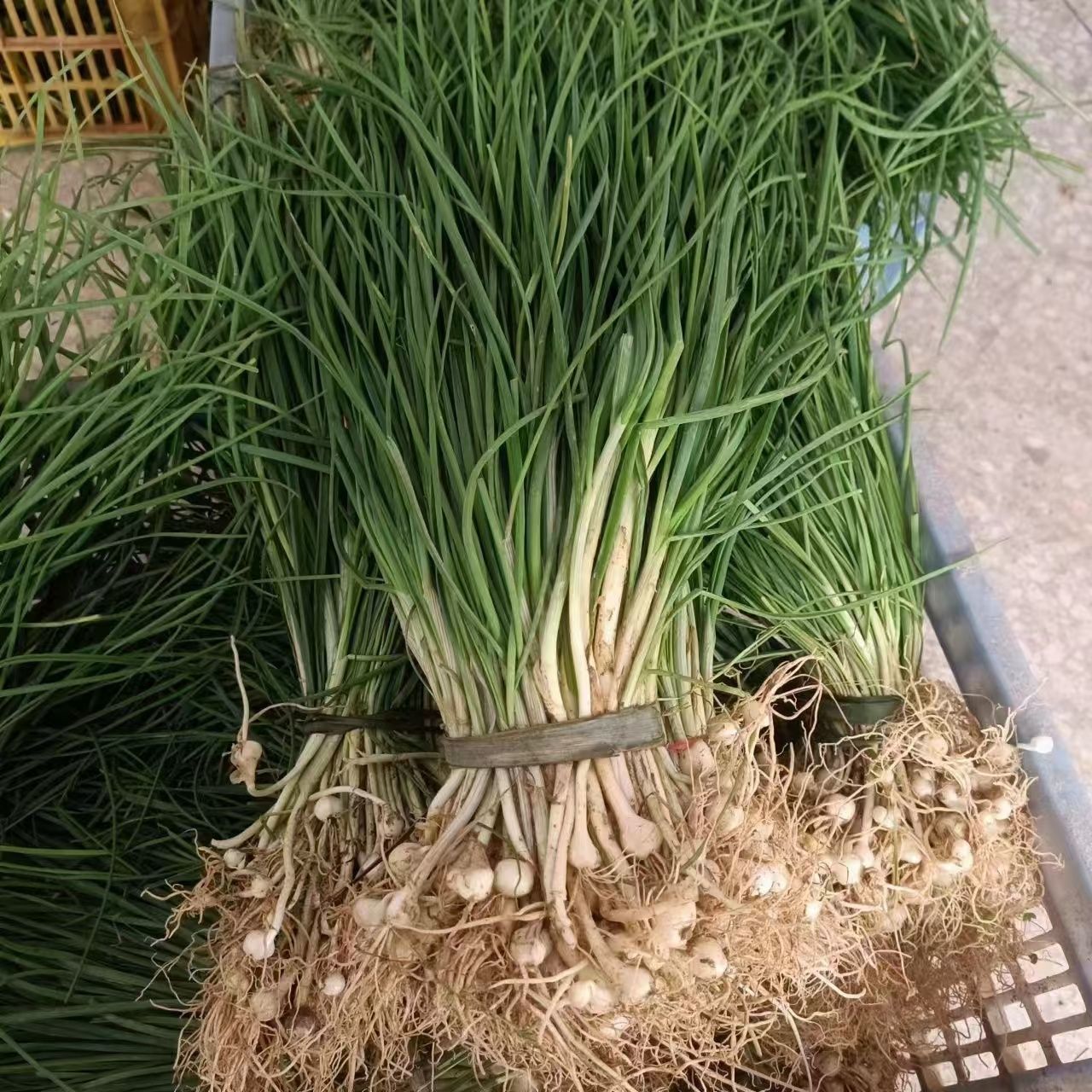 湖南湘西野葱菜深山野生现挖新鲜小根蒜胡葱葱百香葱苦蒜四季