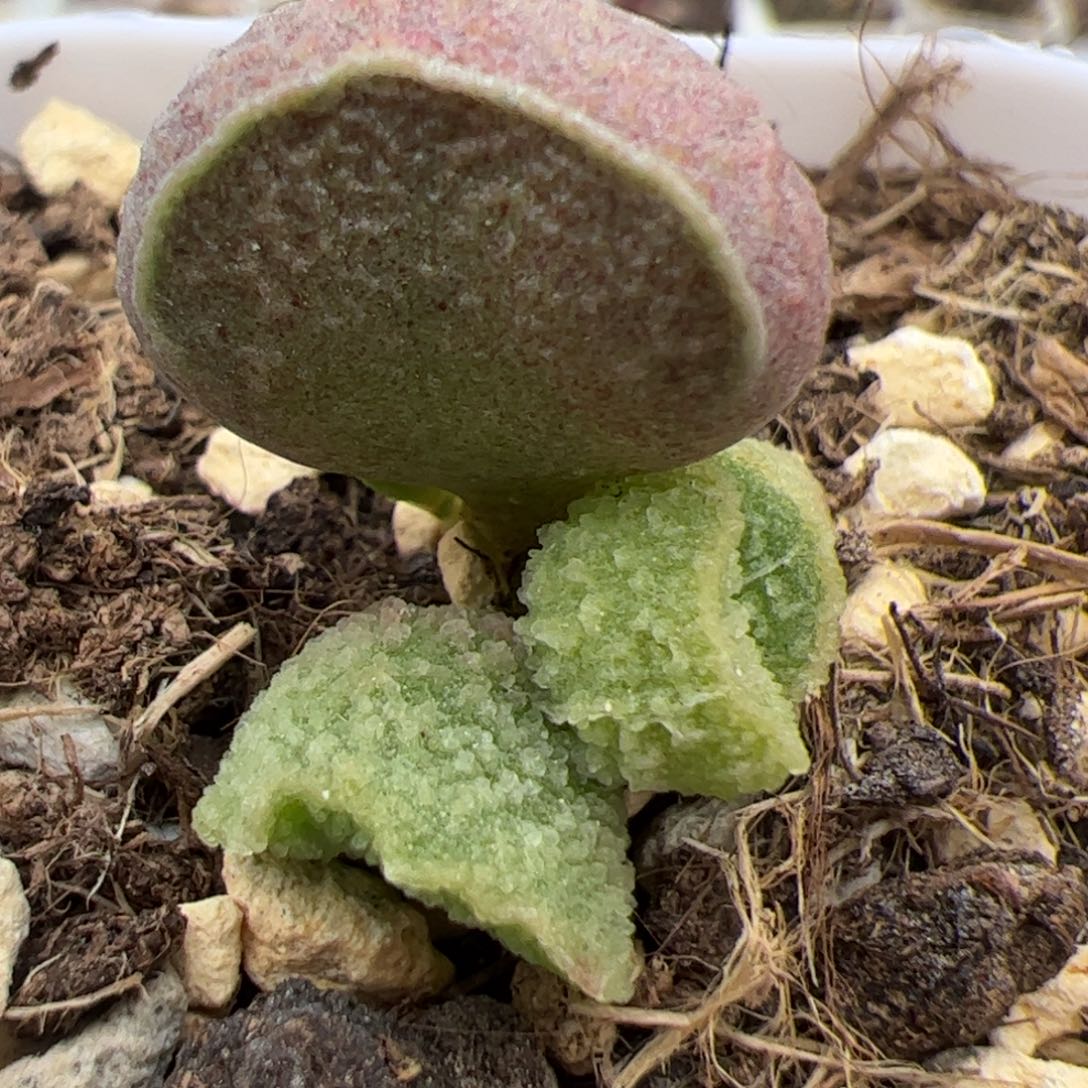 实生低叶苗多肉植物水泡多肉植物