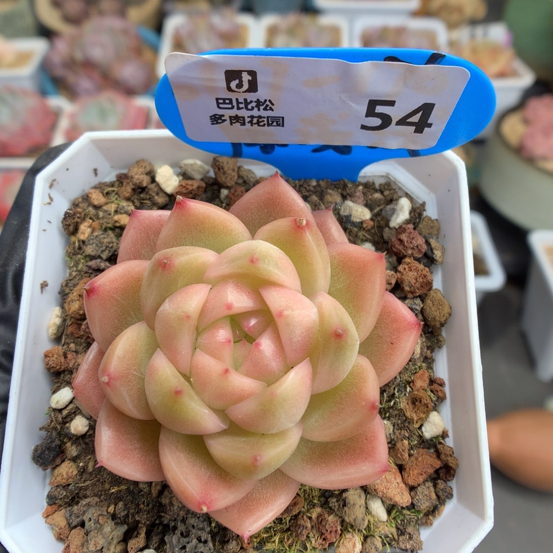 54 粉透渐变珍妮多肉