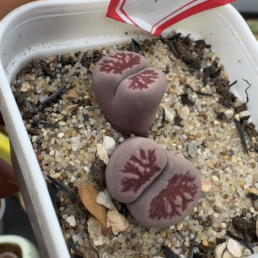 44多肉哈哈哈哈哈哈哈