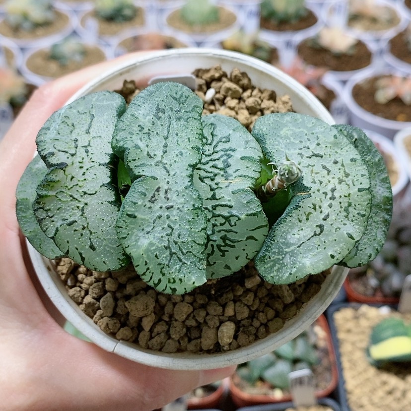 【闪购商品】蓝翼玉扇