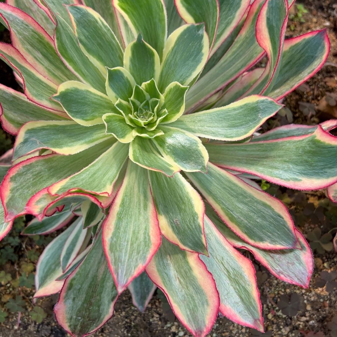 56魅影多肉多肉多肉