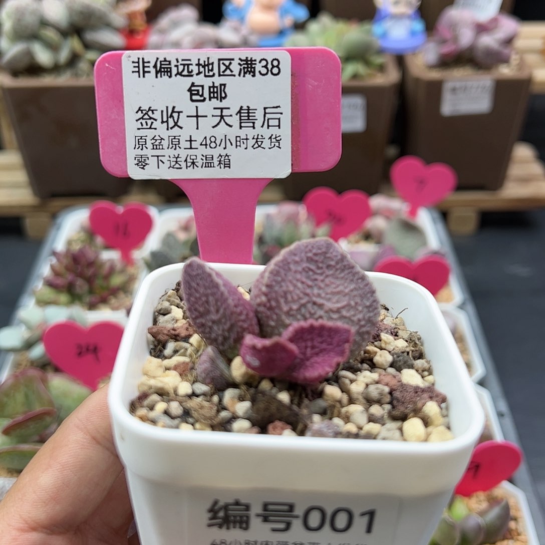 01哈默猪肝多肉植物