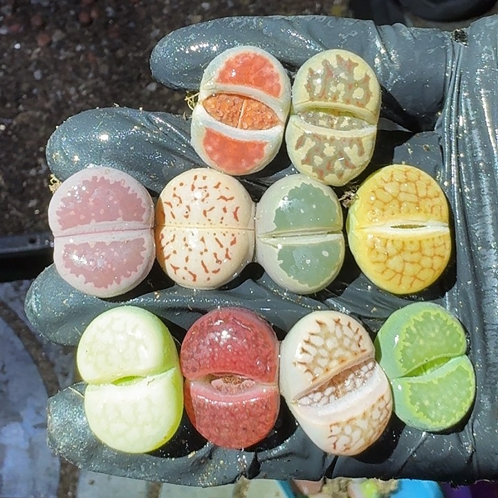 生石花22222。   186