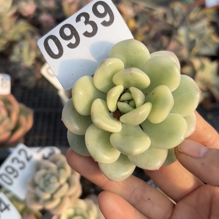 若桃锦满18包邮当场凑单