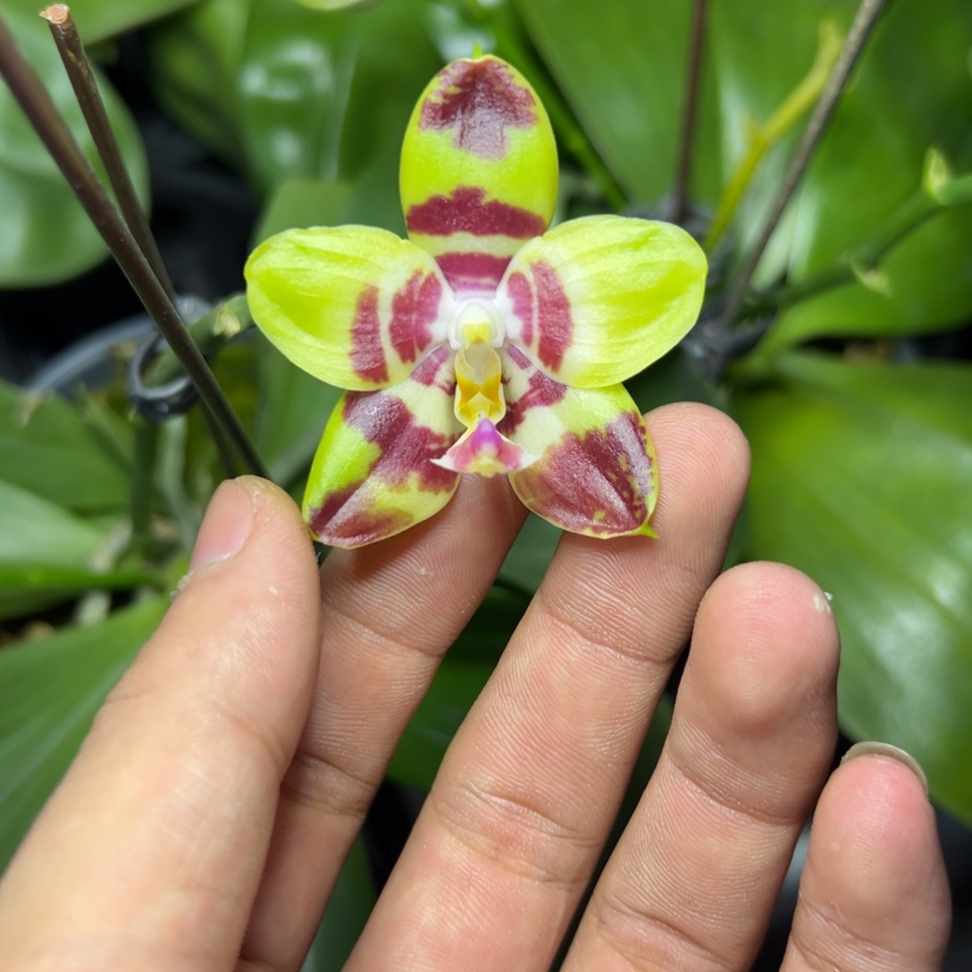 完全开放l267三寸ys1169