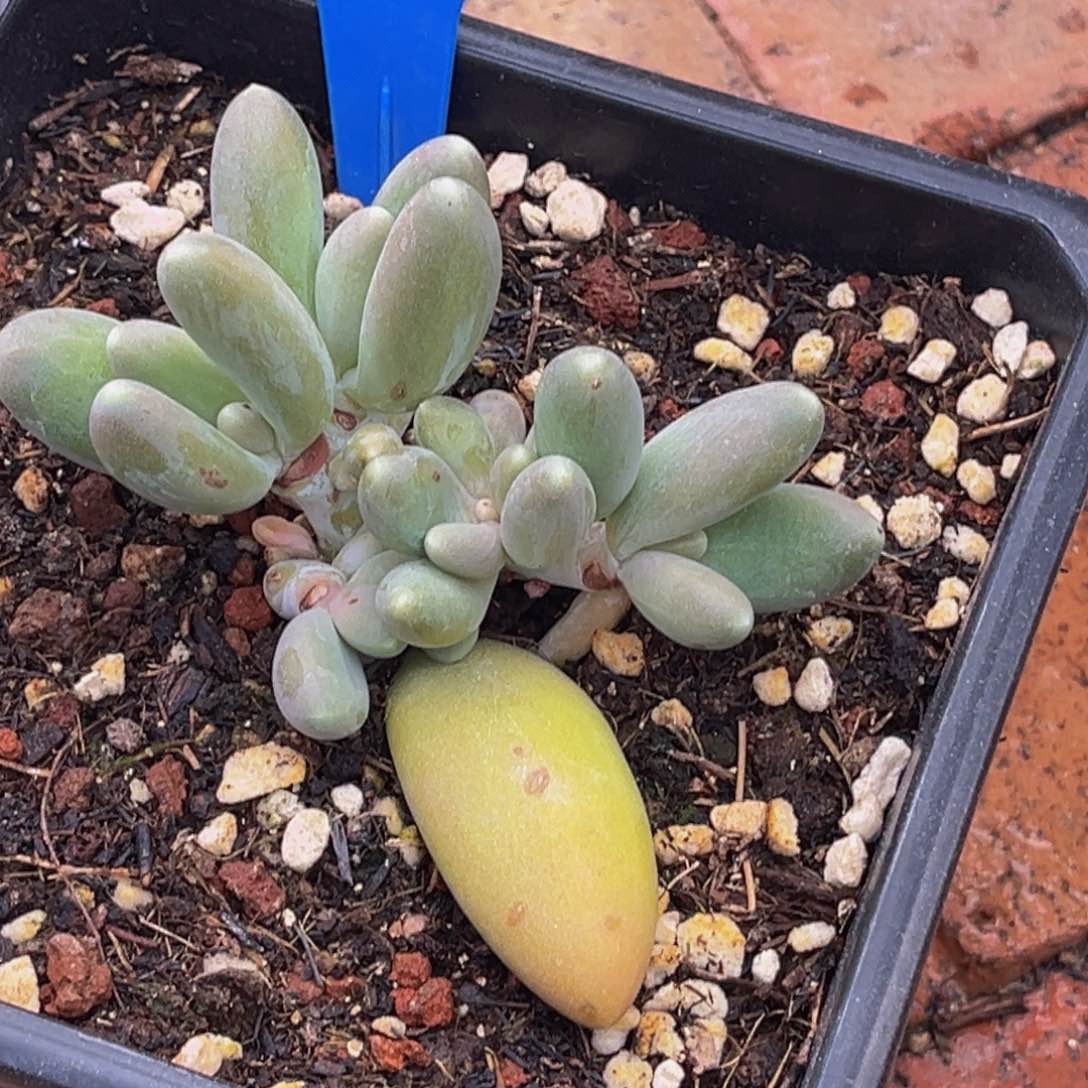 1501号上午多肉植物群生多肉植物