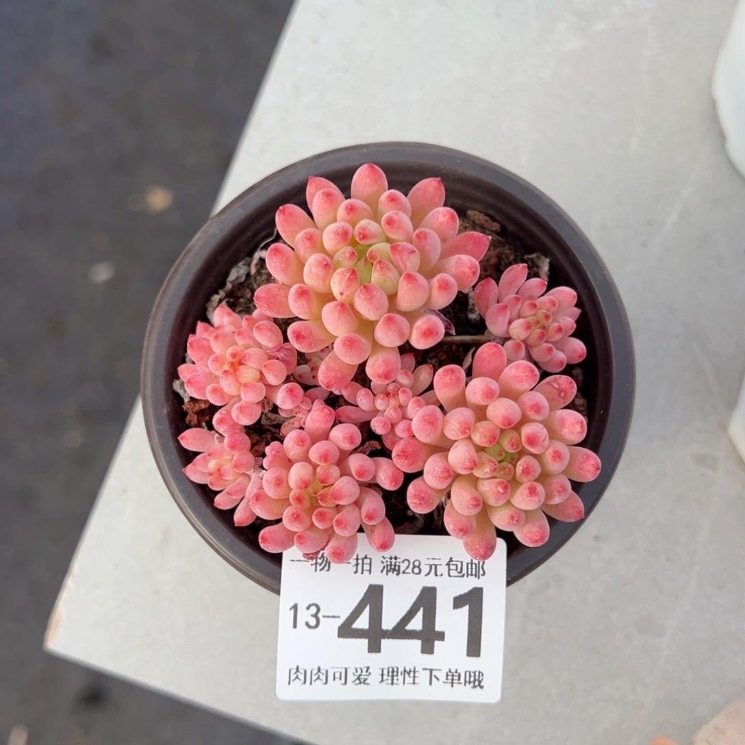 烟花多多肉多肉多肉多肉多肉多肉