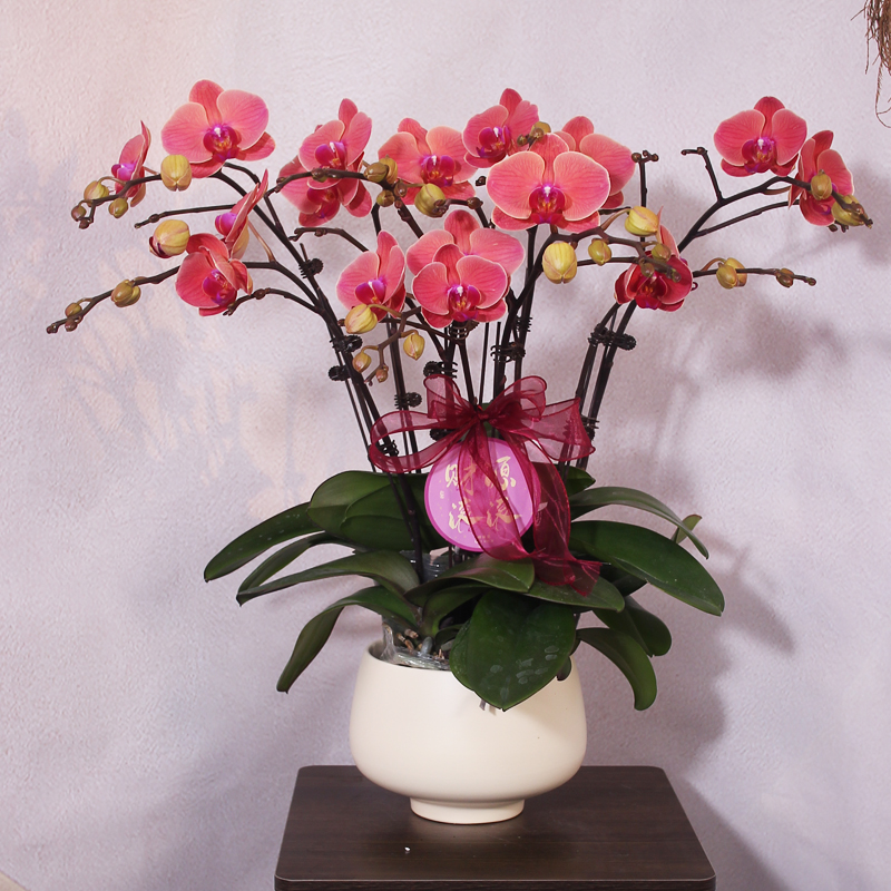 蝴蝶兰【小桔灯】玫红色年宵花送礼花期长带花带花苞基地直发好养