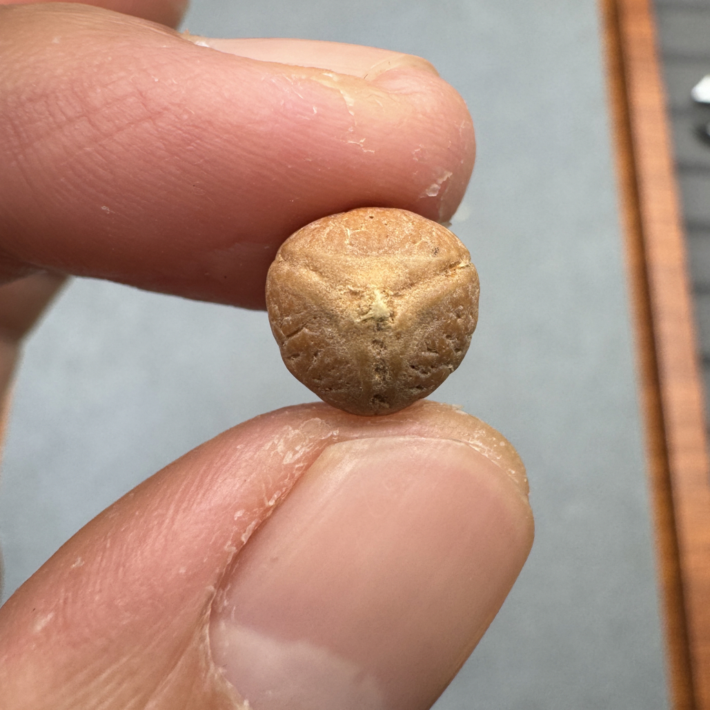 10+尼泊尔实心龙眼单颗凤眼佛塔顶珠腰珠背云，开孔不退wjxy10