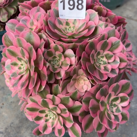 198女巫25厘米左右