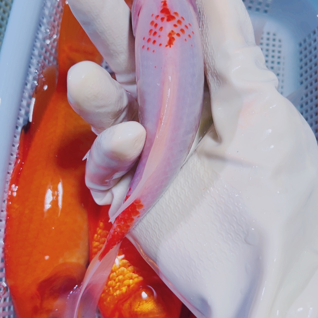 海水鱼锦鲤冷水145