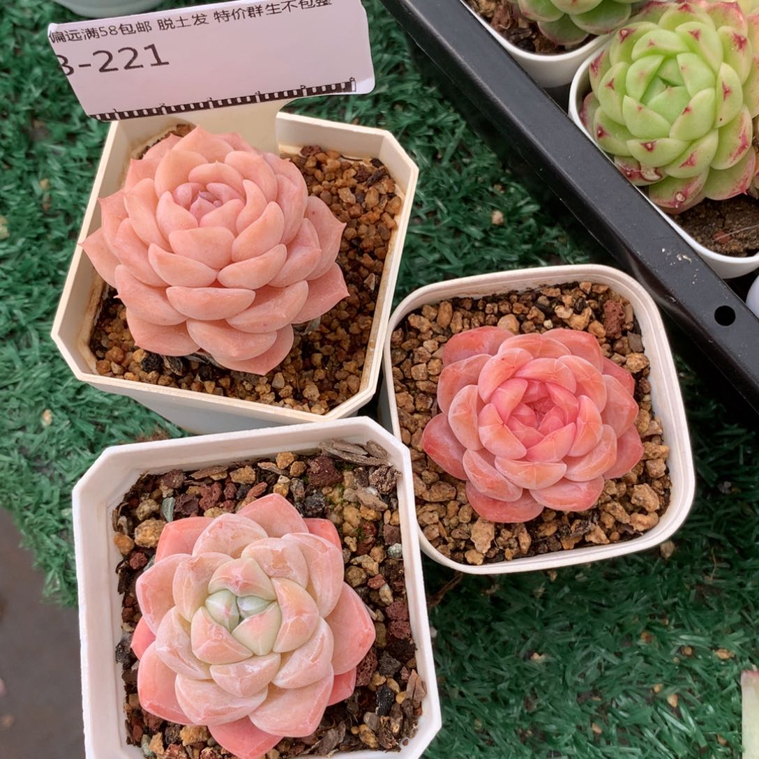 三颗精品组合一物一拍58包邮
