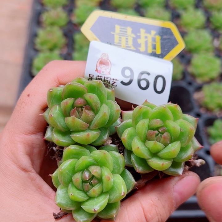 多肉植物多肉植物