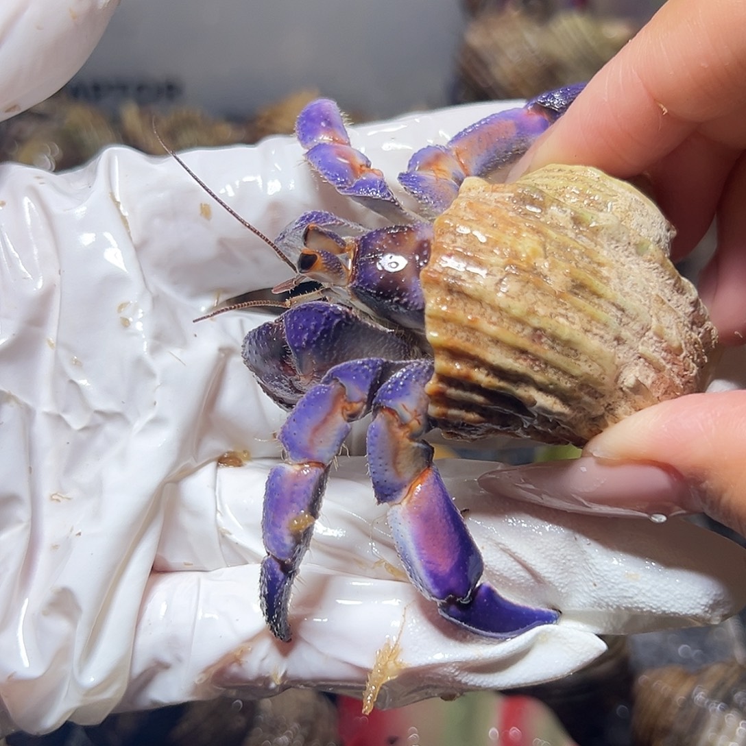 梦幻紫紫陆口径2.6口