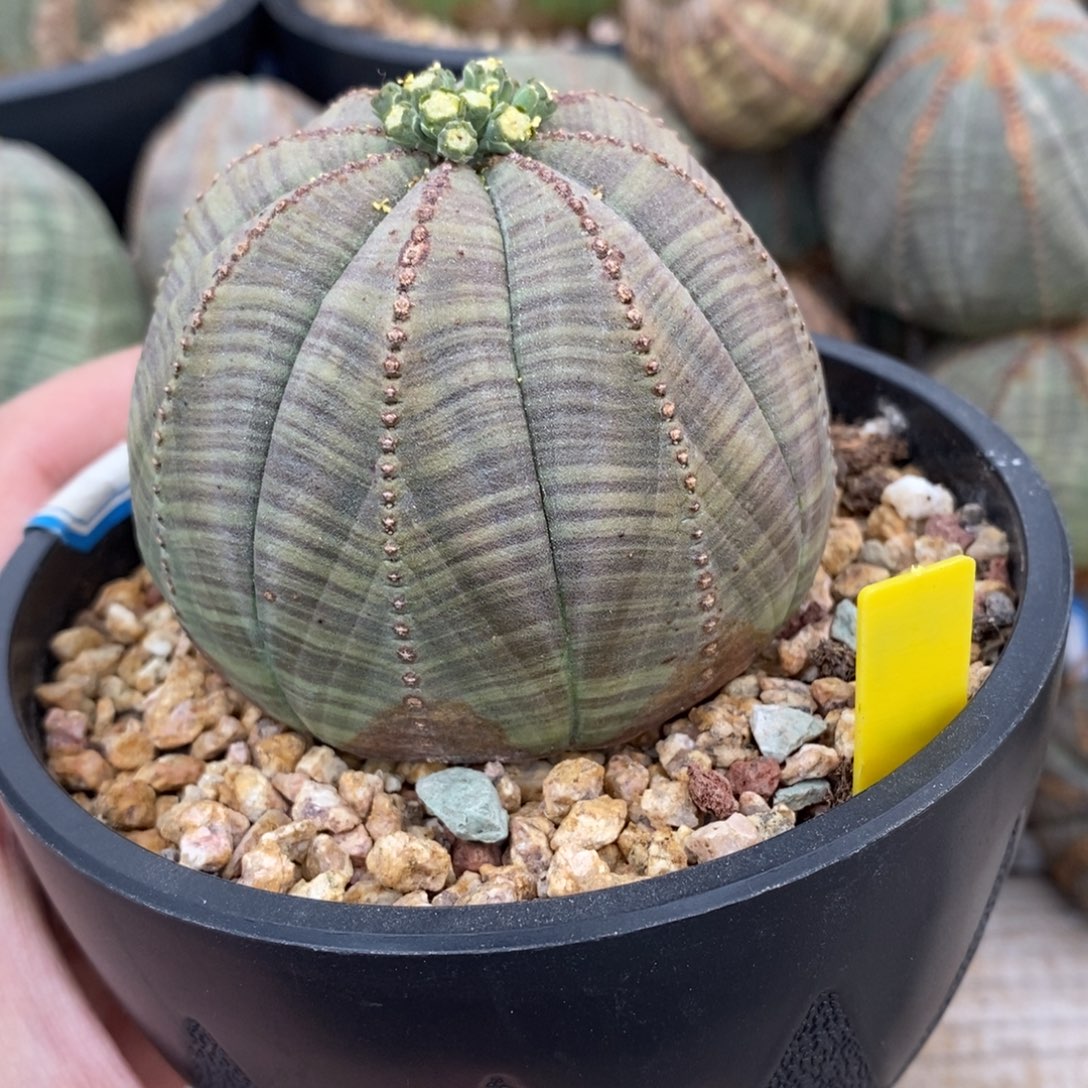 5 欧系实生布纹球多肉植物