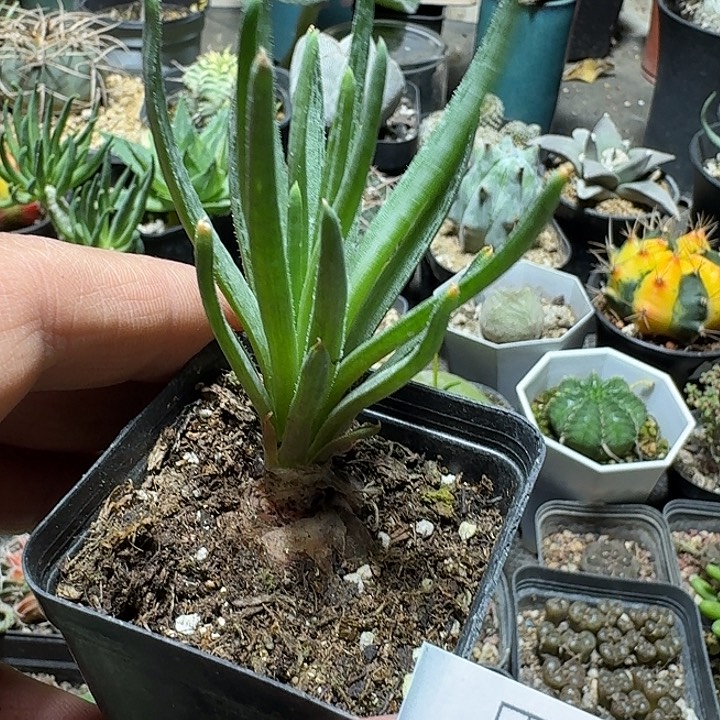 743块根寿带盆发货